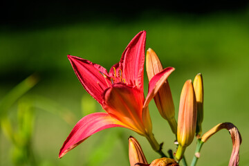 One delicate dark red day lily or lilium flower in full bloom on a water surface in a summer garden, beautiful outdoor floral background photographed with soft focus
