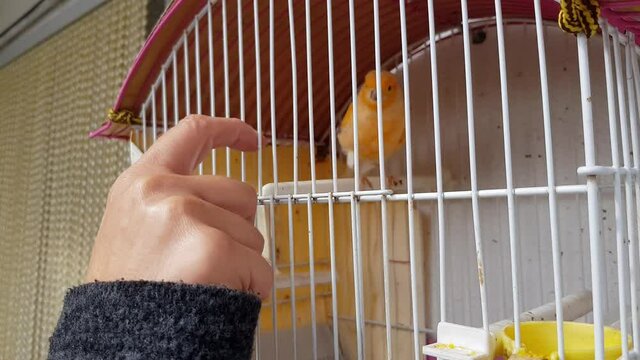 Woman's hand playing with caged canary