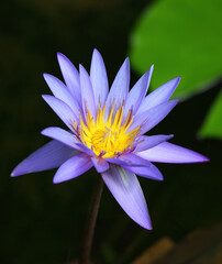 Purple waterlily flower with yellow pollen fingers