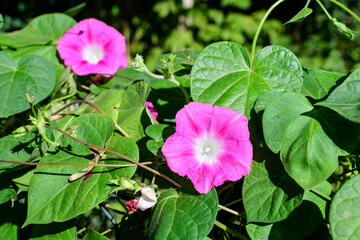 Many delicate vivid pink flowers of morning glory plant in a a garden in a sunny summer garden, outdoor floral background photographed with soft focus.