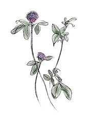 Hand sketched vector vintage flower illustration Сlover