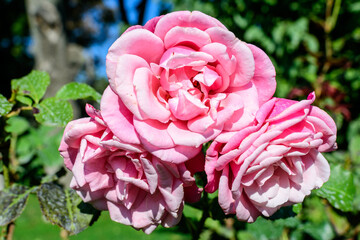 Three large and delicate vivid pink roses in full bloom in a summer garden, in direct sunlight, with blurred green leaves in the background.