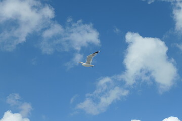 Flying seagull with a clear blue cloudy sky in the background.	
