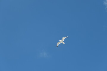Fototapeta na wymiar Flying seagull seen from below against a clear blue sky.