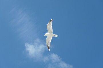 Flying seagull with a clear blue cloudy sky in the background.	 From below.