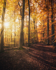 Sun shining through forest trees, beautiful autumn atmosphere, Golden Colors, Road leading through the forest