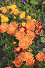 bright autumn flowers