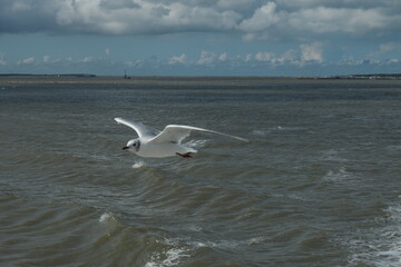 Fototapeta na wymiar A seagull flying low over the sea, up close.