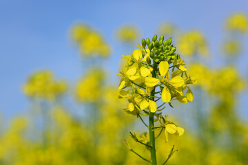 Close-up of a rapeseed blossom with bright yellow petals in a rapeseed field against a blue sky