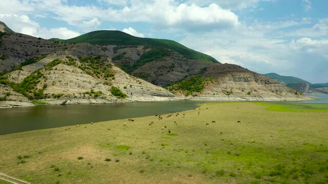 Cows grazing on green pasture near mountain river with moving clouds, aerial