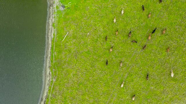 Freerange cows grazing on green pasture next to river, top down aerial
