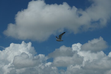 Flying seagull with a clear blue cloudy sky in the background.