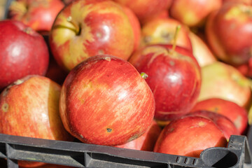 Red Apples in Plastic Basket. Apple Harvest Concept. Close Up Photo