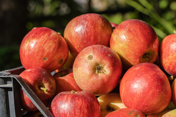 Red Apples in Plastic Basket. Apple Harvest Concept. Close Up Photo