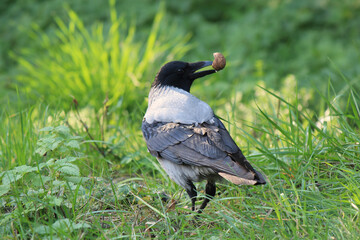 crow