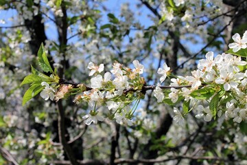 The cherry tree blooms in the garden in spring