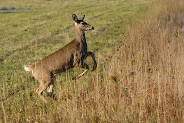 White Tailed deer running through agricultural fields