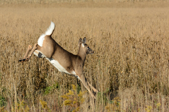 White Tailed Deer Running Through Agricultural Fields