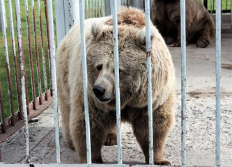 Fototapeta premium Brown bear in a zoo cage