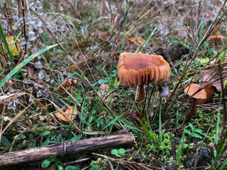 mushroom in the grass