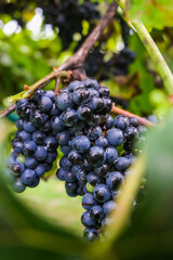 Bunch of  ready and rich grapes in a close up view