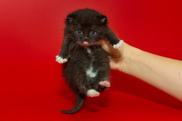 Small, frightened kitten in women's hands