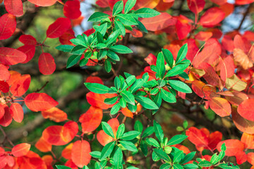 green and red autumn leaves on branches, background