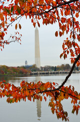 Washington Monument in autumn fas seen from tidal basin - Washington D.C. United States of America