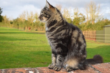 Obraz premium The Siberian has broad chest wedge-shaped head topped off with tipped ears Siberians have longhaired coats waterproof tops with dense soft undercoat thicker in winter throwback to cold Russian winters