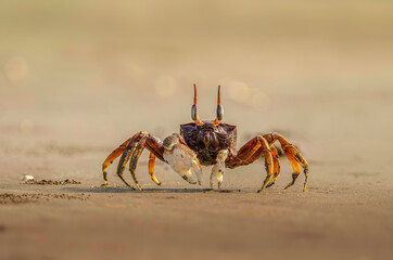 Fiddler crab on sand at sea shore - obrazy, fototapety, plakaty