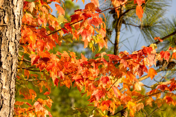 autumn leaves background