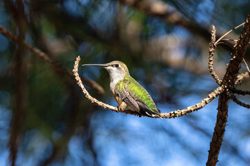 Hummingbird