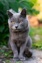 Naklejka na ściany i meble Grey cat on the grass.