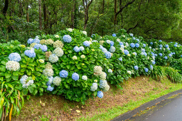 Azores, Hortensia flowers on Sao Miguel Island are growing by the roadside