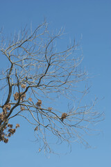 Old Dead Leafless Standing Tree against Blue Sky