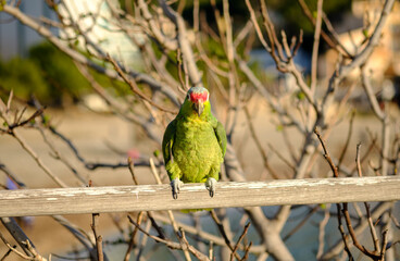 Parrot Amazona autumnalis colorful bird isolated, blurred background
