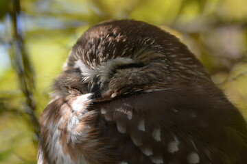 Northern Saw-whet Owl