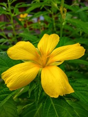 yellow flower