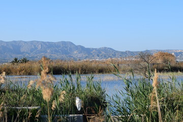 Parque Natural el Hondo