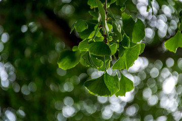 Fototapeta premium Ginko