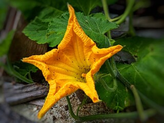 yellow maple leaf