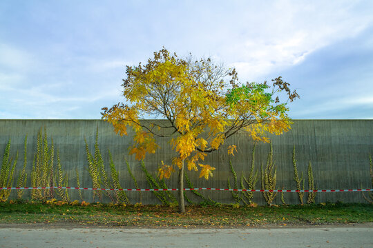 Baum mit Herbstlaub vor einer Betonmauer und blauem Himmel