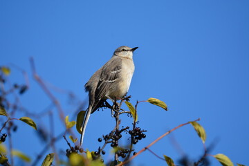 Northern Mocking Bird