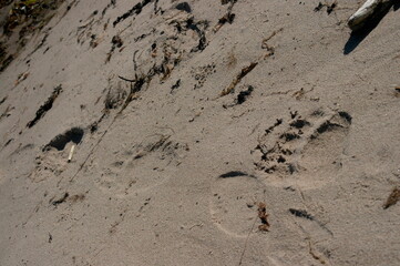 Fototapeta na wymiar bear's trail in the wet sand
