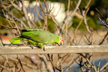 Parrot Amazona autumnalis colorful bird isolated, blurred background