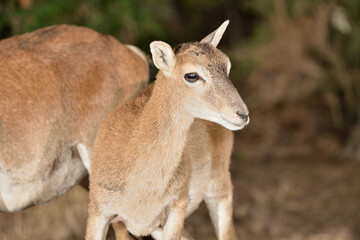 hembra de muflón en el bosque  (Ovis orientalis musimon) Ojén Málaga España	