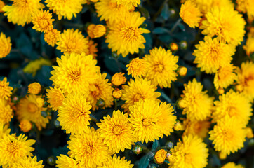 Soft selective focus of bush yellow Aster flowers in the garden. Nature floral background.