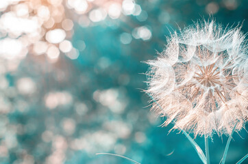 a large white dandelion on a blurry background with bokeh. place to write text