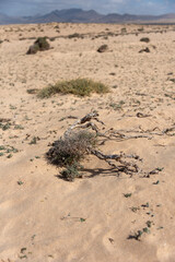 Typical landscape of Fuerteventura Island. Barlovento desert area. Selective focus.  