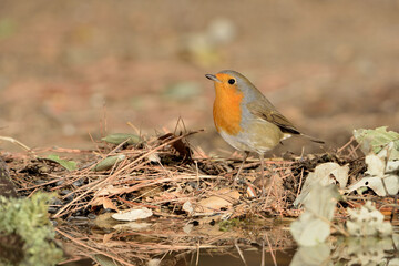 petirrojo europeo bebiendo en el estanque del parque (Erithacus rubecula) Ojén Málaga España	
